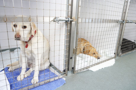 Dog Kennel Cleaning